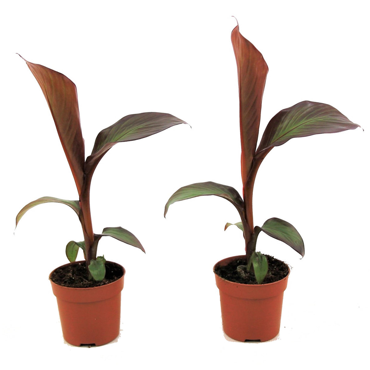 Abyssinian Banana - Ensete Ventricosum 'maurelli' - H20-30cm - ⌀9cm | Set of 2 | Green