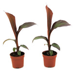 Abyssinian Banana - Ensete Ventricosum 'maurelli' - H20-30cm - ⌀9cm | Set-of-2 | Green