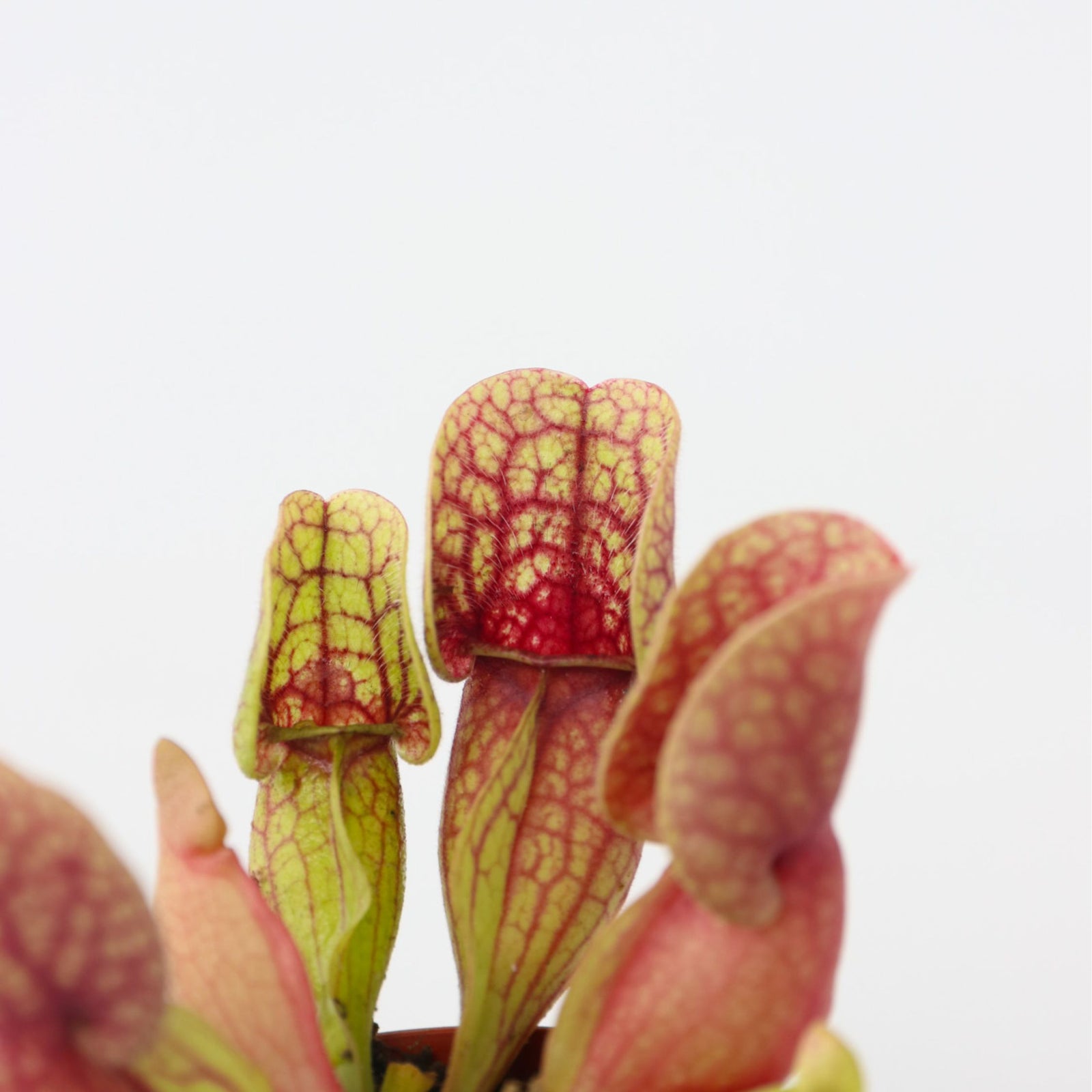 Pitcher Plant - 6 Pcs. - Sarracenia Purpurea - Height 10cm - ⌀5,5cm | Set of 6 | Green