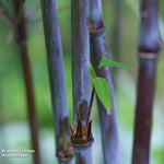 Bamboo 'black Dragon' 10cm Potted Plant | Set-of-1