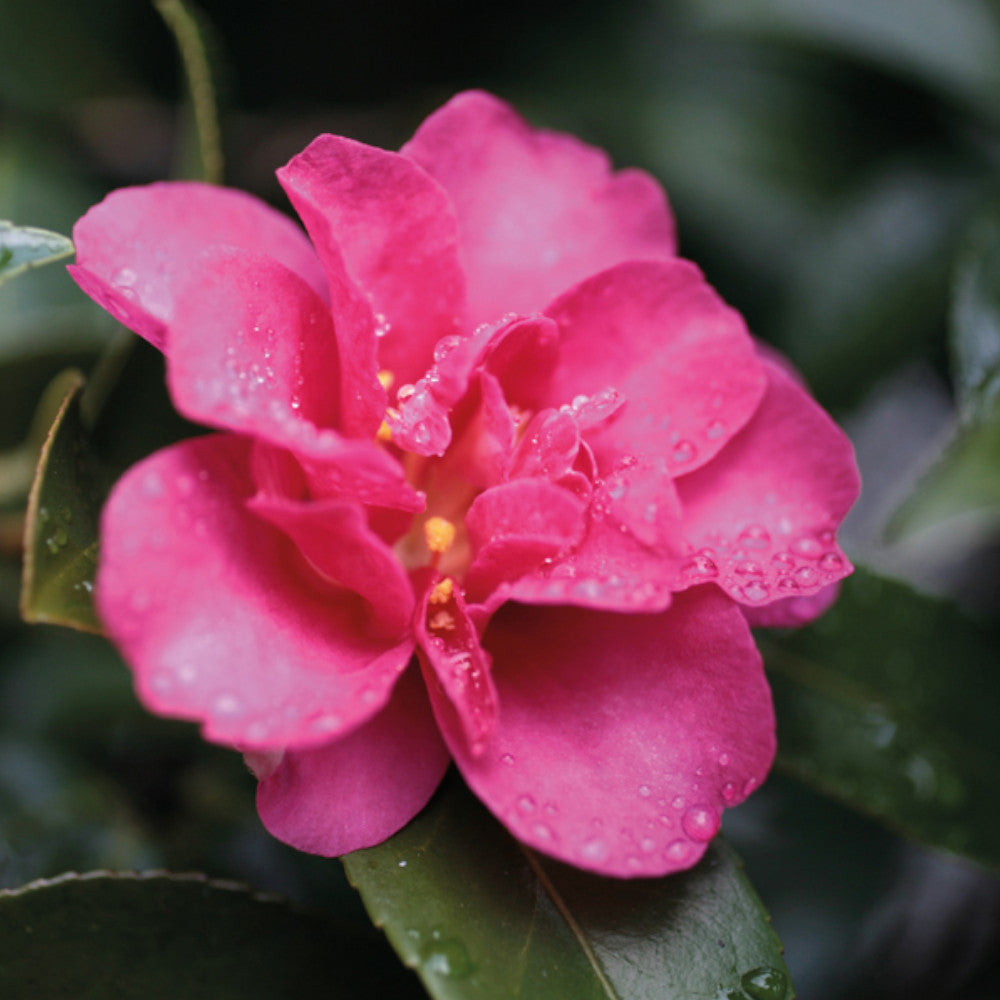 Winter Flowering Camellia Collection- Set Of 3 In 8cm Pots