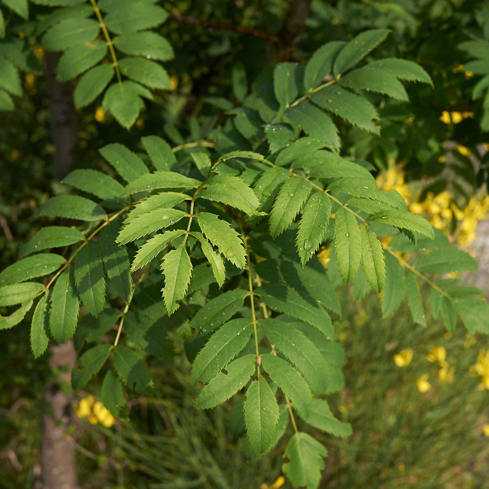 Mountain Ash 'joseph Rock' Bare Root Bare Root | 1 x Bare Root | Copper