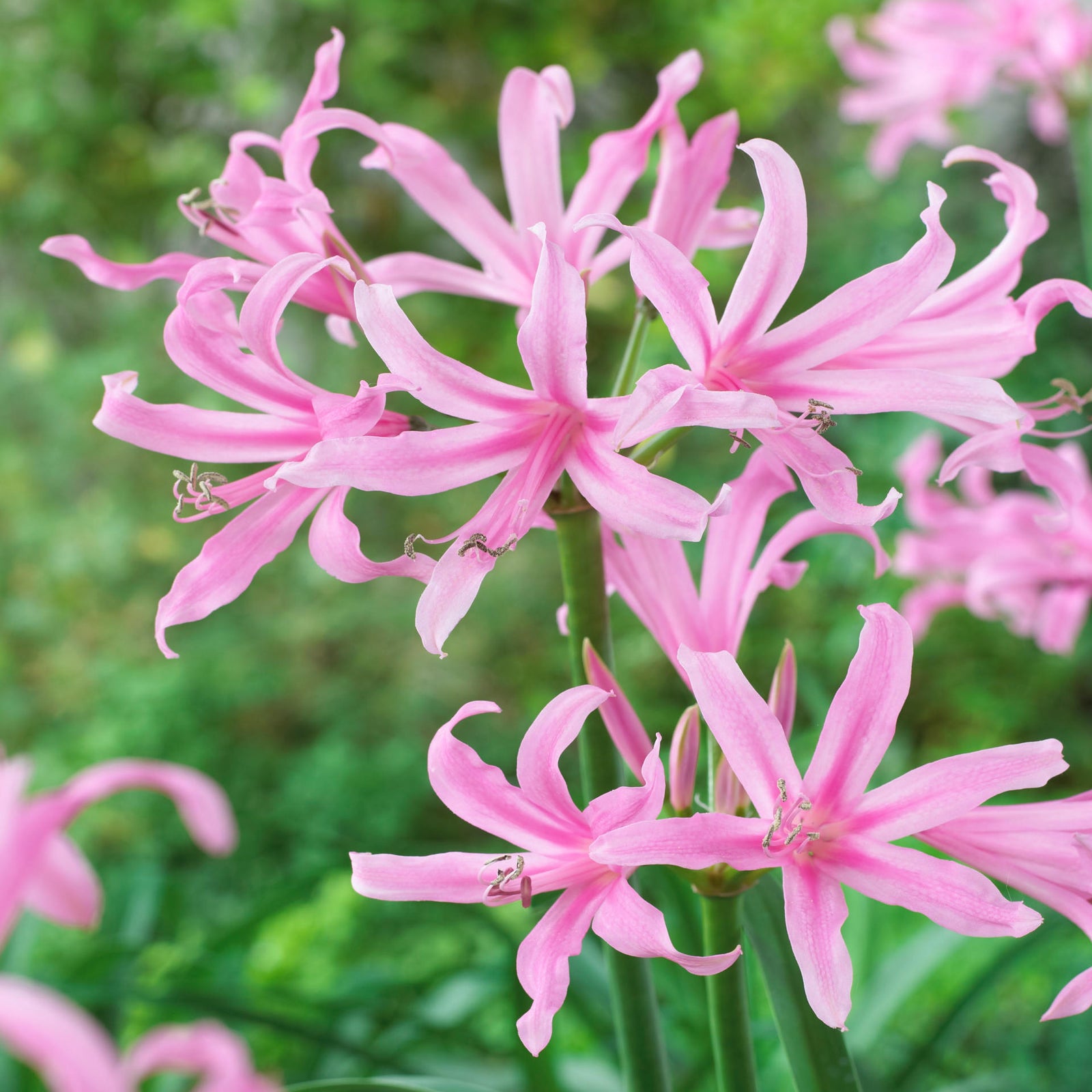 Amarine Tubergenii 'belladiva Aphrodite' - 2 Litre Pot | Set-of-2 | Pink