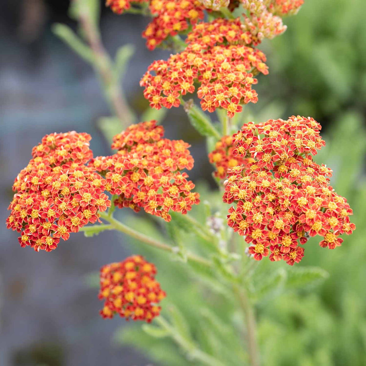 Achillea 'sassy Summer Sunset' 80cm 9cm | Set of 1