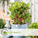 Bloodleaf Plant - Iresine Herbstii - Height 20-30cm - ⌀13cm | Set-of-1 | Yellow