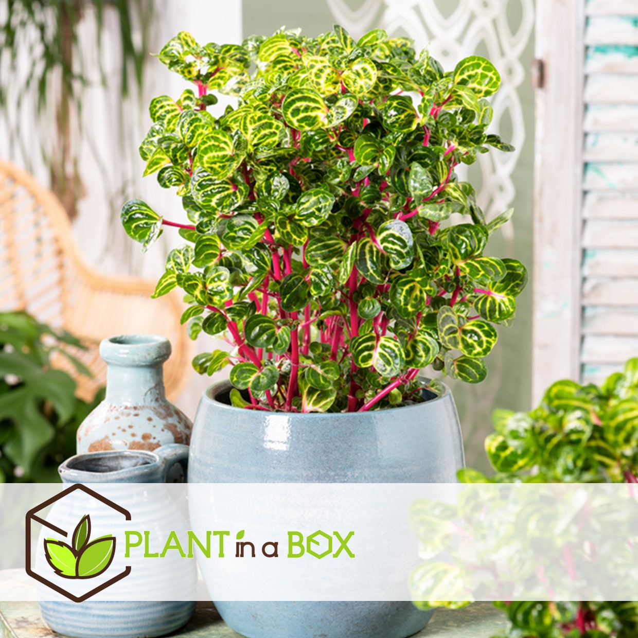 Bloodleaf Plant - Iresine Herbstii - Height 20-30cm - ⌀13cm | Set-of-1 | Yellow