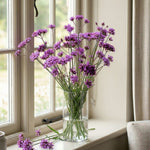 Verbena Bonariensis - A Firm Favourite With Our Pollinating Friends. | 1 x 9cm | Purple
