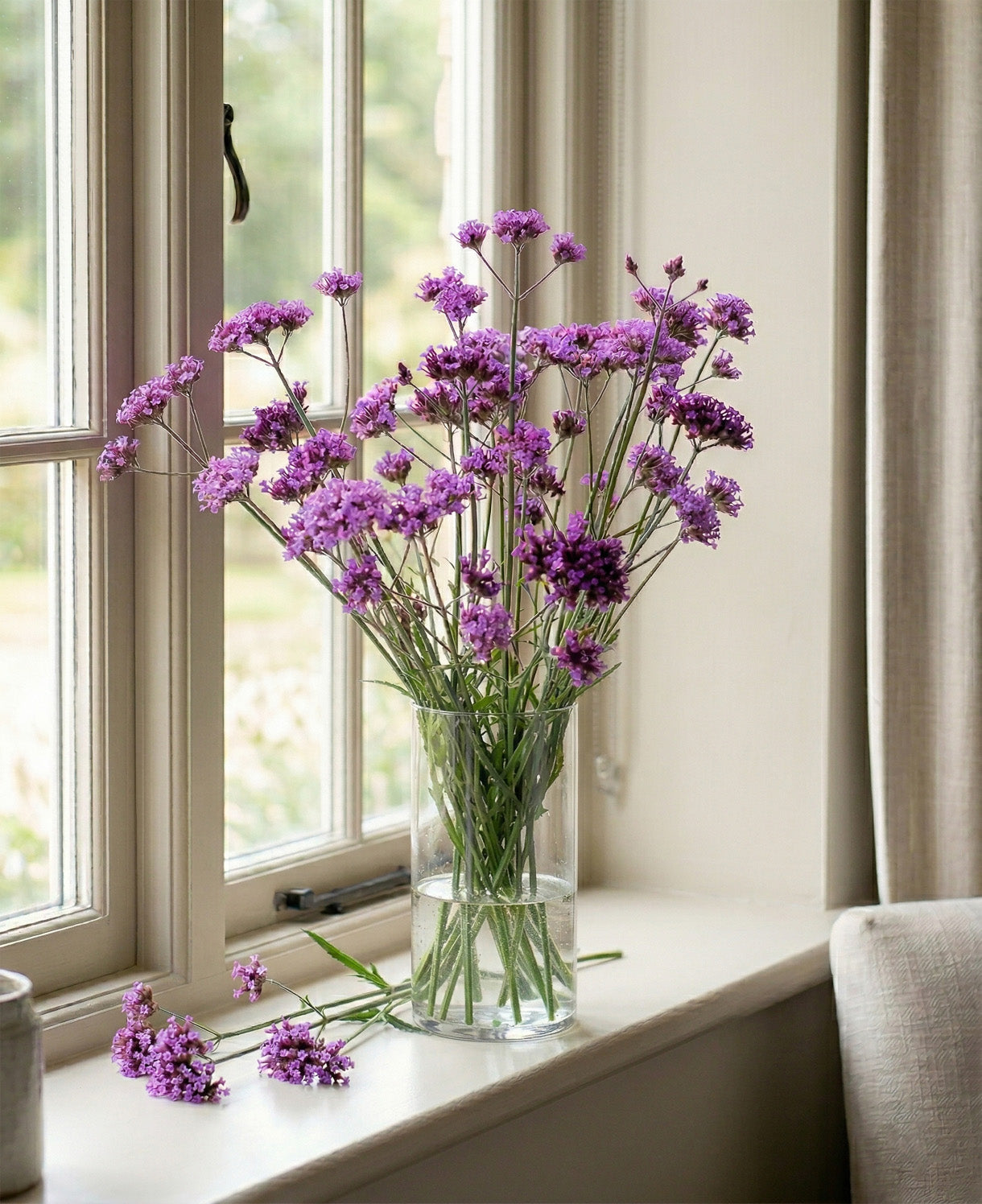 Verbena Bonariensis - A Firm Favourite With Our Pollinating Friends. | 1 x 9cm | Purple