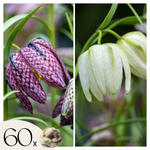 Snake's Head Fritillary - Fritillaria 'Meleagris' - Flower Bulbs | Set of 60 | Multi Colour