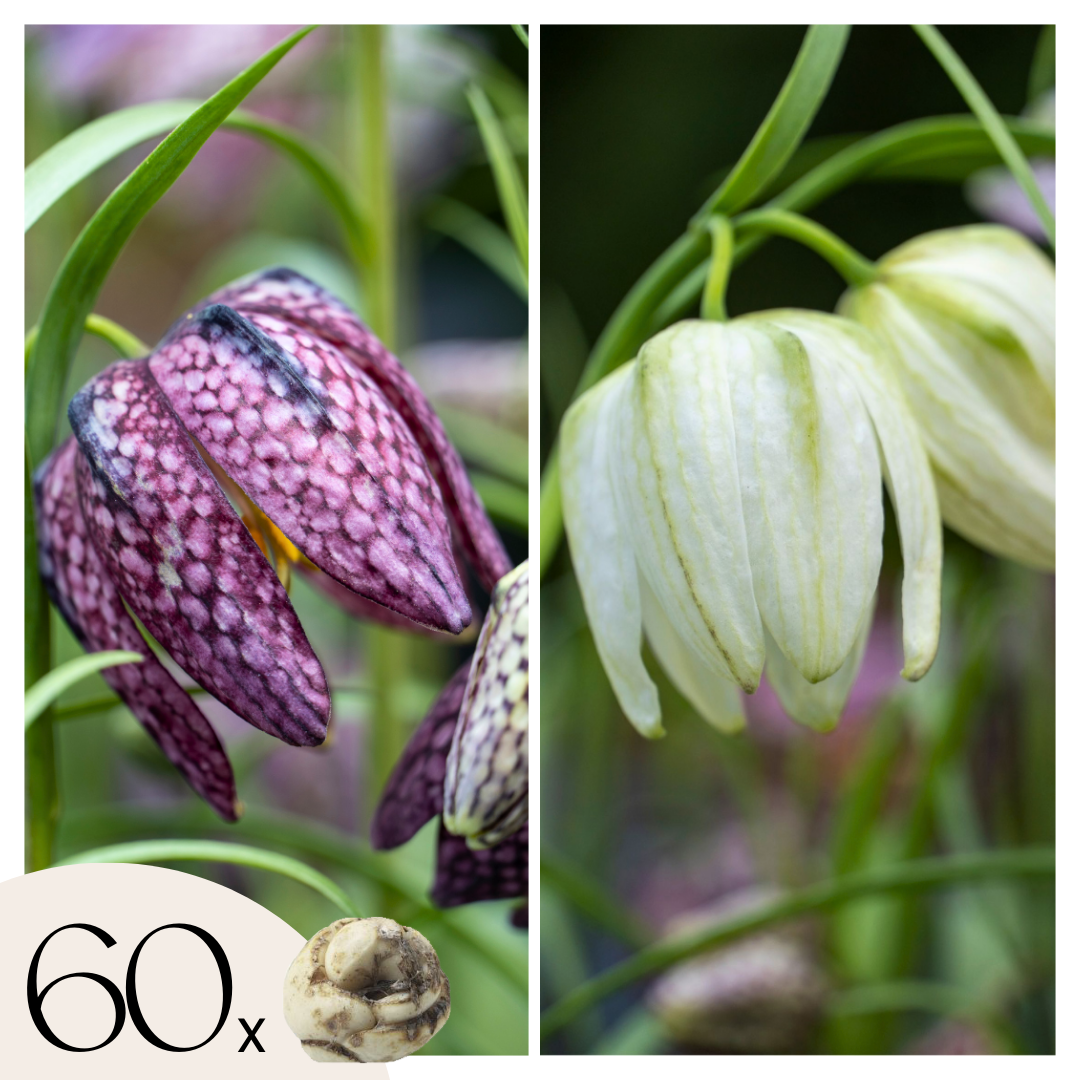 Snake's Head Fritillary - Fritillaria 'Meleagris' - Flower Bulbs | Set of 60 | Multi Colour