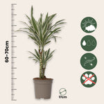 Dragon Tree - 2 Pcs. - Dracaena Deremensis 'white Stripe' - H60-70cm - ⌀17cm | Set of 2 | Green