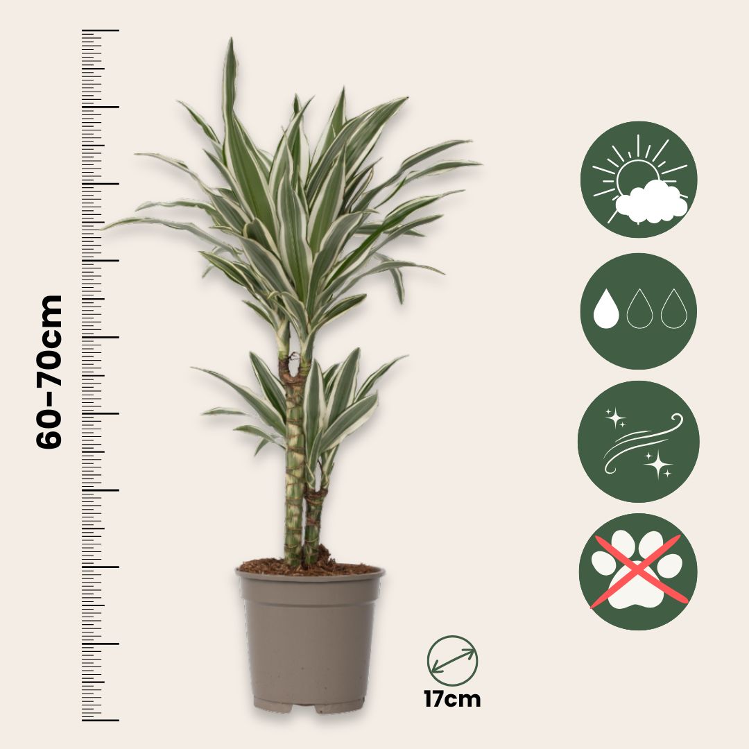 Dragon Tree - Dracaena Deremensis 'white Stripe' - Height 60-70cm - ⌀17cm | Set of 1 | Green