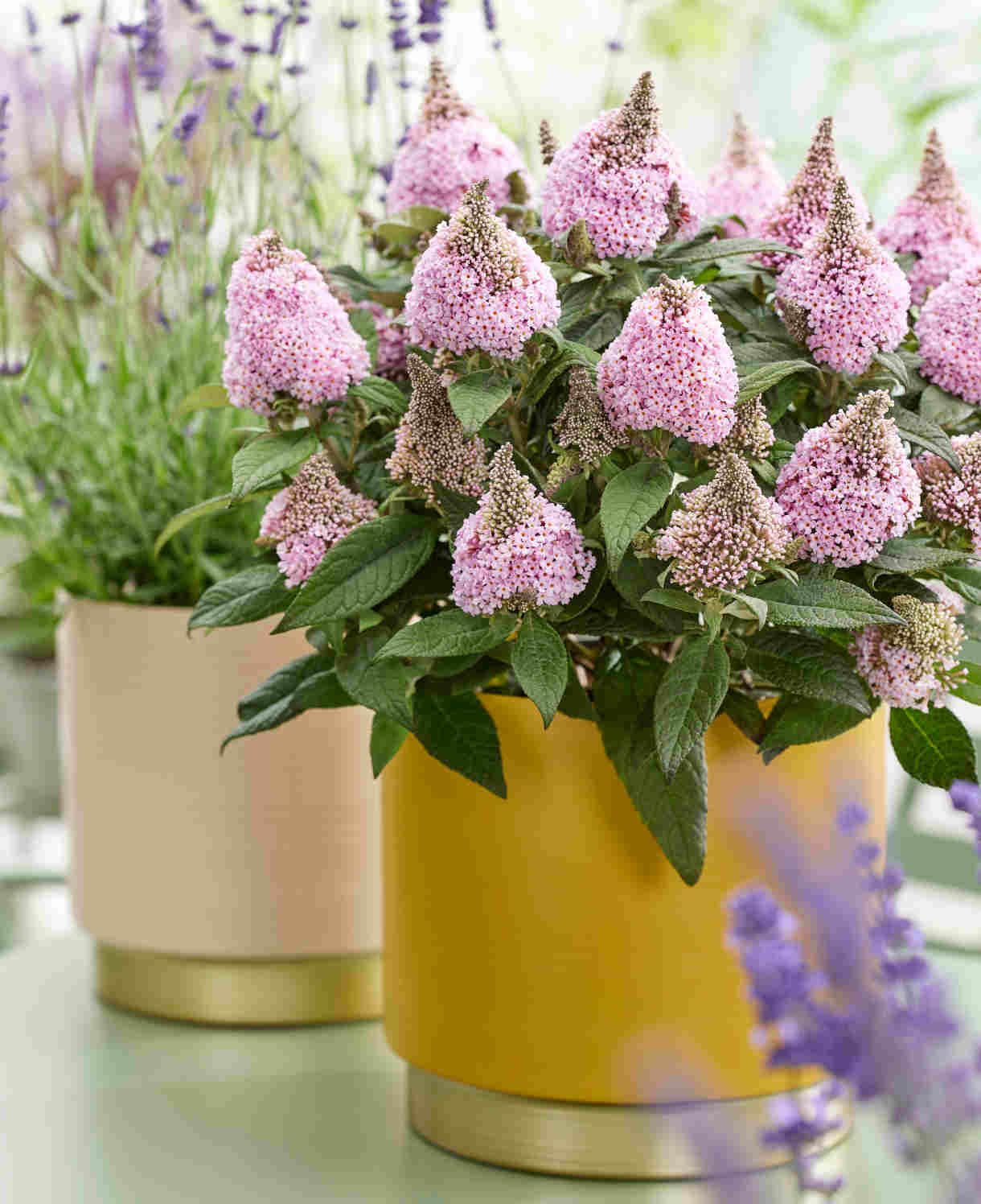 Buddleja Davidii ‘little Rockstars’ Collection - 12cm pot | Set-of-3 | Multi