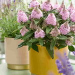 Buddleja Davidii ‘little Rockstars’ Collection - 12cm pot | Set-of-9 | Multi