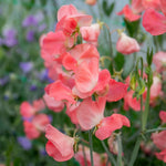 Sweet Pea Princess Elizabeth Spencer-type Seeds | 21 Seeds