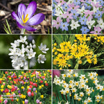 Super Saver Spring Flowering Collection Bulbs | 500 x Bulbs