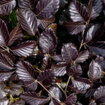 Copper Purple Beech Hedging Plants Pack Of 10 Trees Potted
