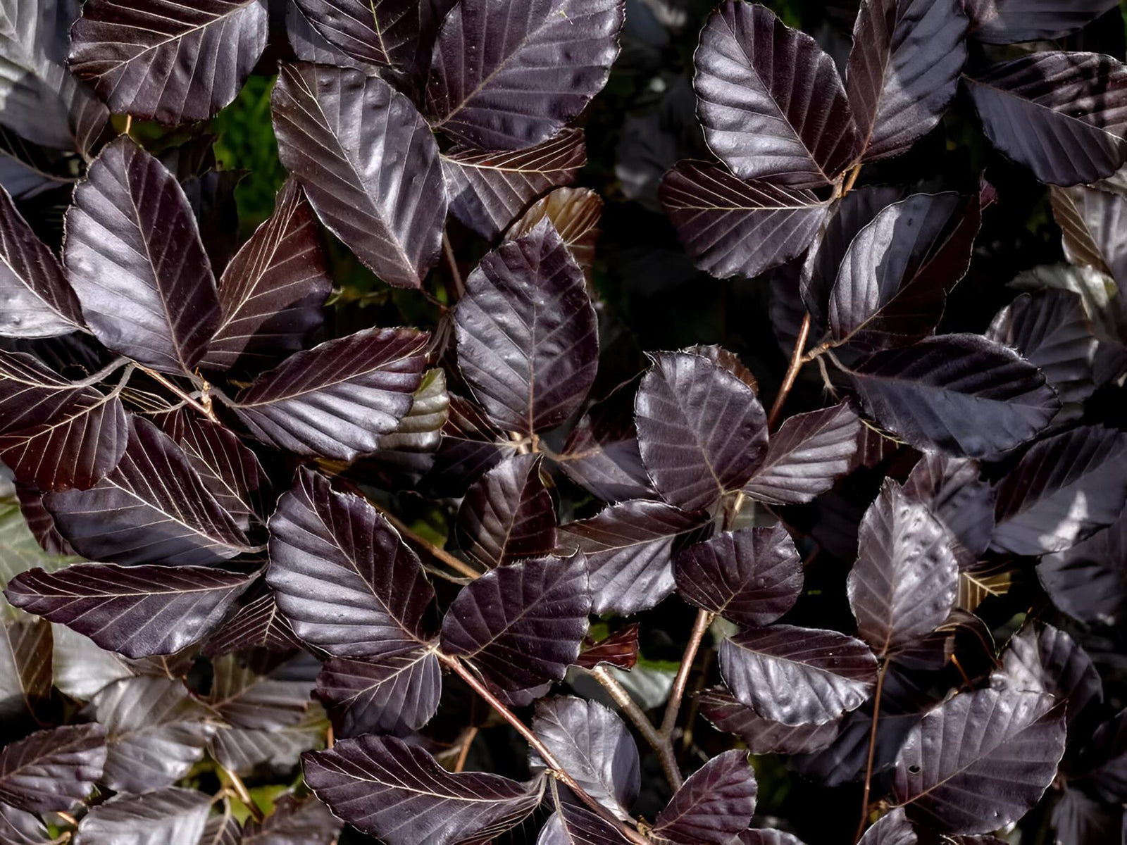 Copper Purple Beech Hedging Plants Pack Of 10 Trees Potted