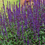 Salvia Nemorosa 'caradonna' Hardy Perennial | 24 x Jumbo Plugs | Multi