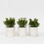 Evergreen Shrub - 3 Pcs. - Hebe All Blooms 'ranaia' - Height 30-35cm - ⌀13cm | Set of 3 | Red