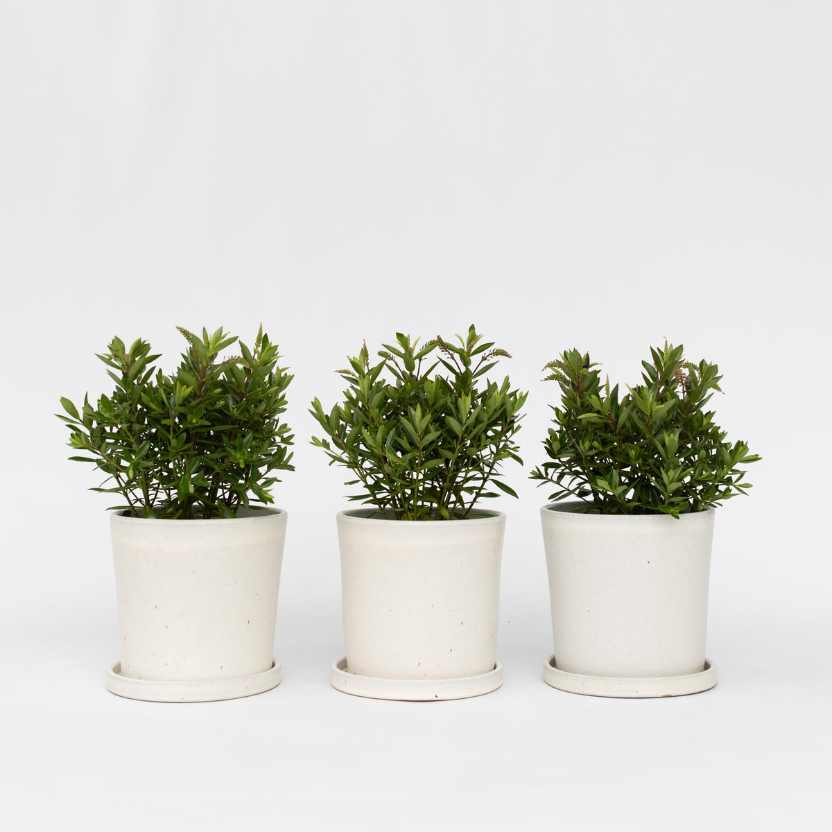 Evergreen Shrub - 3 Pcs. - Hebe All Blooms 'ranaia' - Height 30-35cm - ⌀13cm | Set of 3 | Red