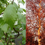 Betula Pendula Spider Alley Corkscrew Birch Tree 6ft Tall Supplied In A 12 Litre Pot