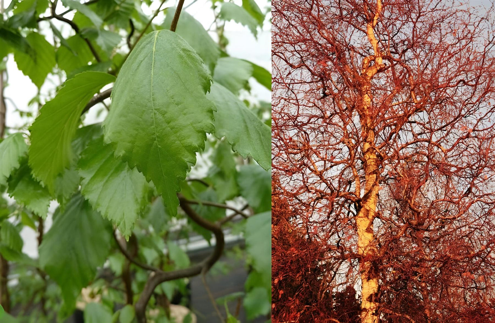 Betula Pendula Spider Alley Corkscrew Birch Tree 6ft Tall Supplied In A 12 Litre Pot