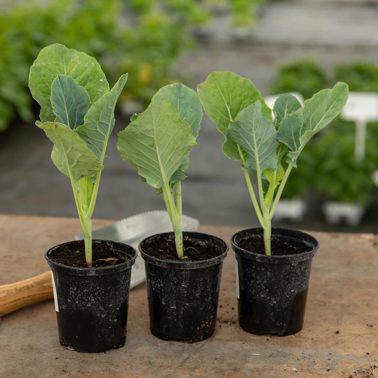 Cauliflower 'speedstar' Early-maturing Plant | 16 x Pro Grower Plugs | White
