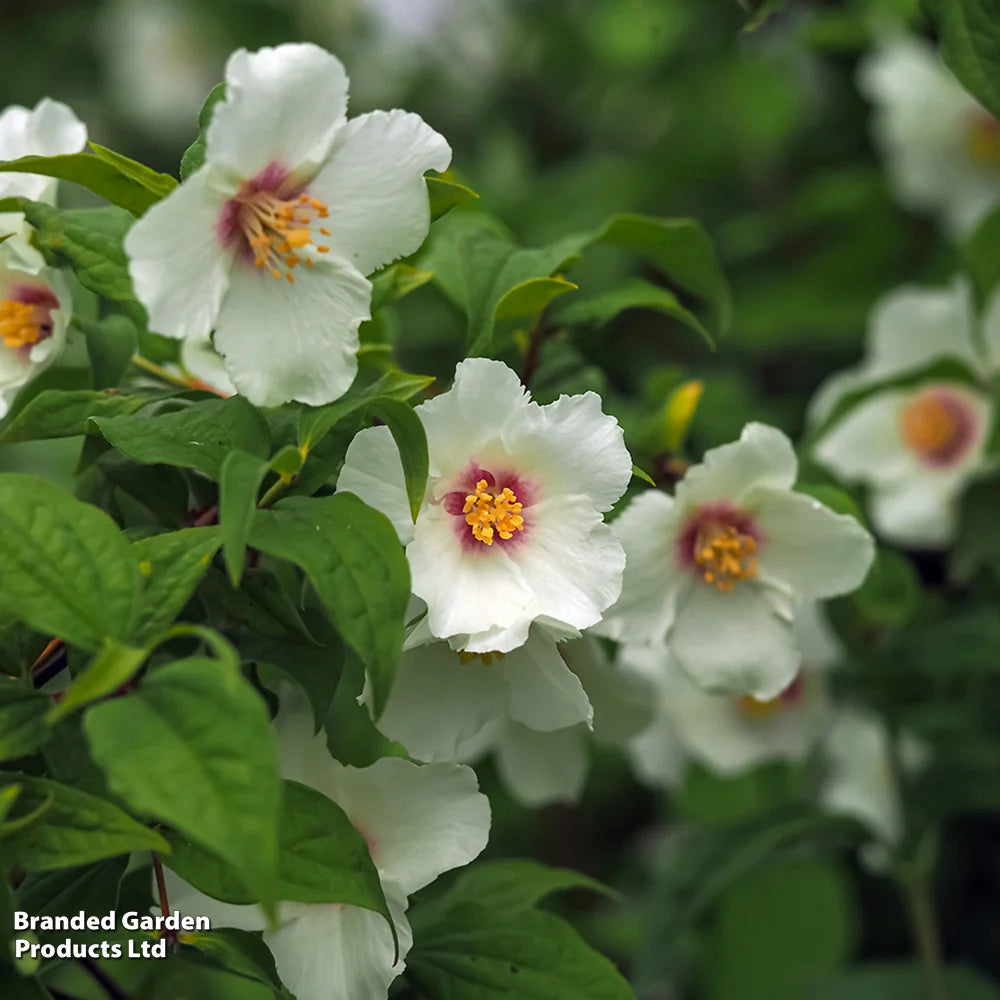 Philadelphus Belle Etoile 9cm Pot | Set of 1