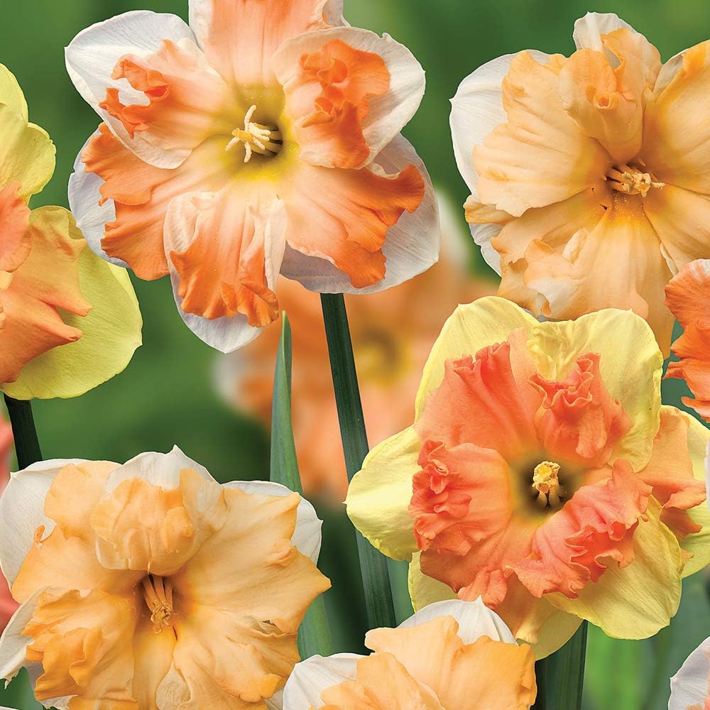 Narcissus 'rainbow Butterflies' Mix - Bulbs | 16 x Bulbs
