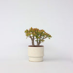 Jade Plant - Crassula Ovata 'sunset' - Height 30-35cm - ⌀17cm | Set-of-1 | Green