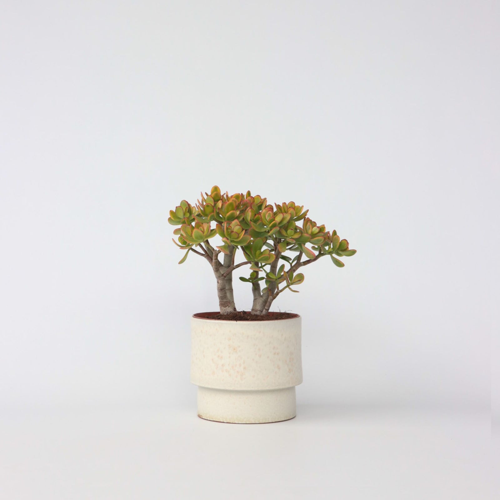 Jade Plant - Crassula Ovata 'sunset' - Height 30-35cm - ⌀17cm | Set of 1 | Green