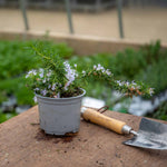 Rosemary 'prostratus' | 1L | Blue