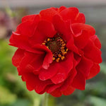 Geum Plant Collection - 3-variety Perennial Pack | 3 x Jumbo Plugs | Red
