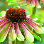 Echinacea Green Twister -a Unique Flower - 9cm pots | 1 x 9cm | Green & Pink
