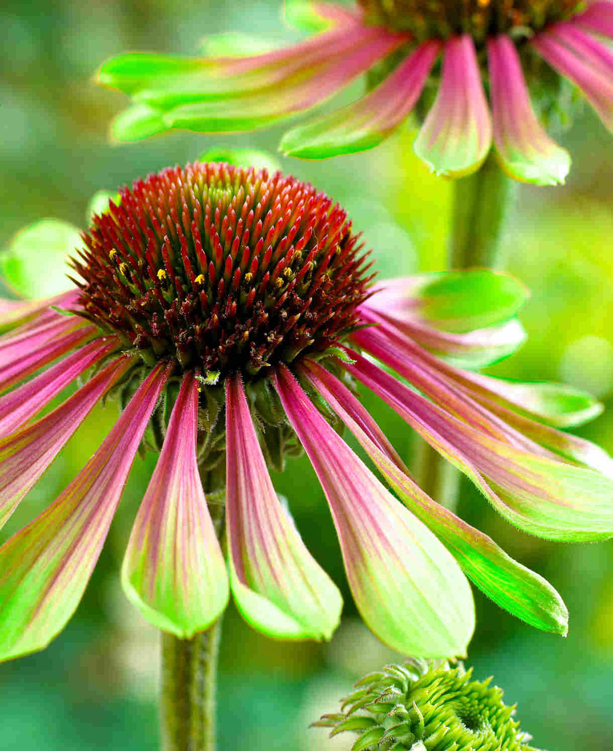 Echinacea Green Twister -a Unique Flower - 9cm pots | 1 x 9cm | Green & Pink