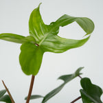 Sweetheart Plant - 2 Pcs. - Philodendron 'florida Green' - H20-30cm - ⌀12cm | Set of 2 | Green