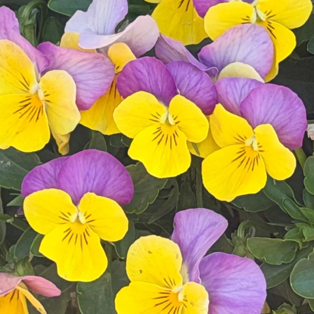 Viola Sorbet Xp Yellow Pink Jump Up | 24 x Garden Ready Plugs