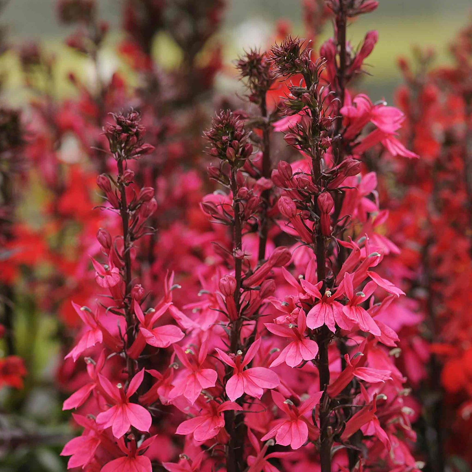 Lobelia Starship Collection - 3 Upright Lobelia Varieties For Borders And Containers | 6 x Jumbo Plugs | Red
