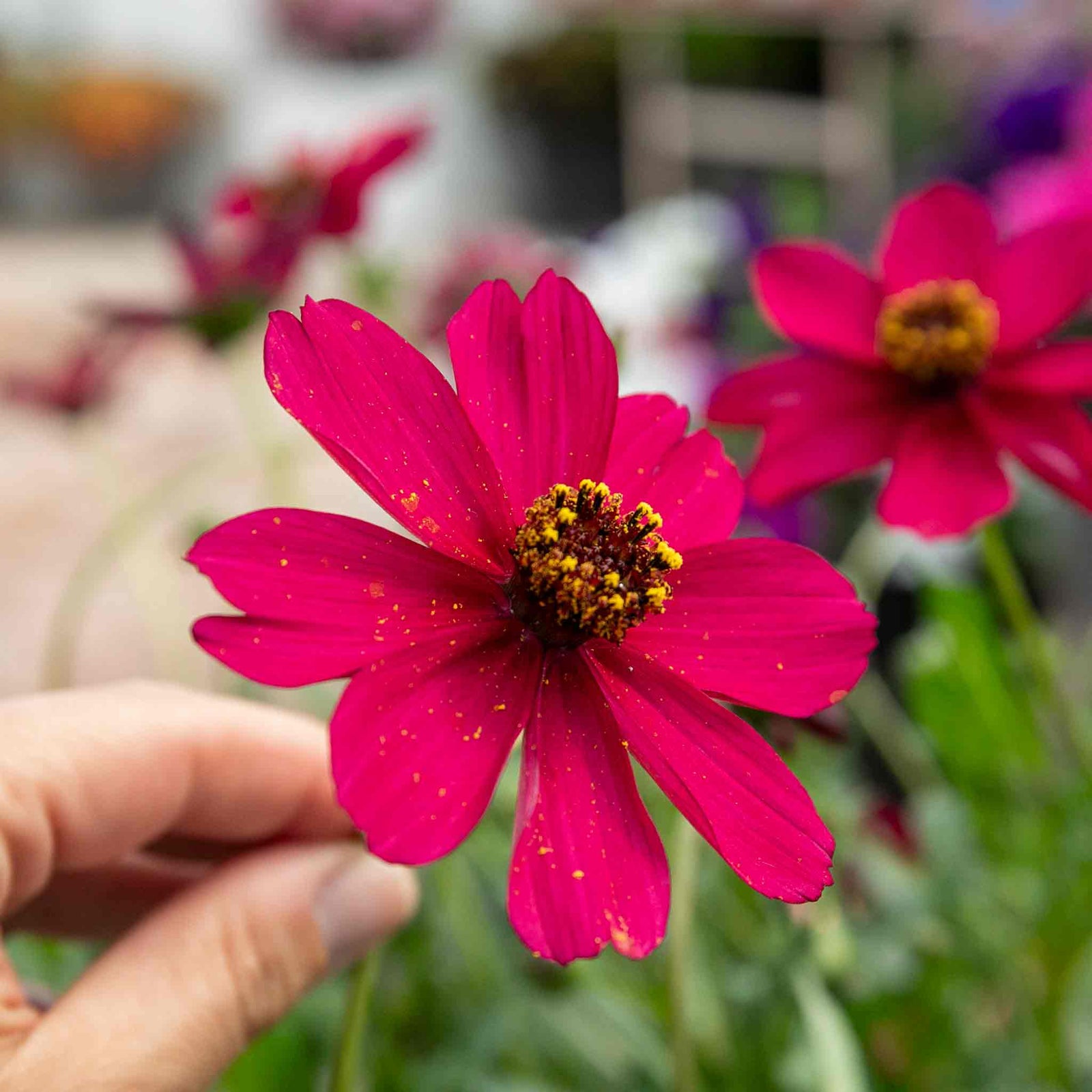Cosmos 'cherry Chocolate' Compact Fragrant Perennial Plant | 3 x Jumbo Plug Plants