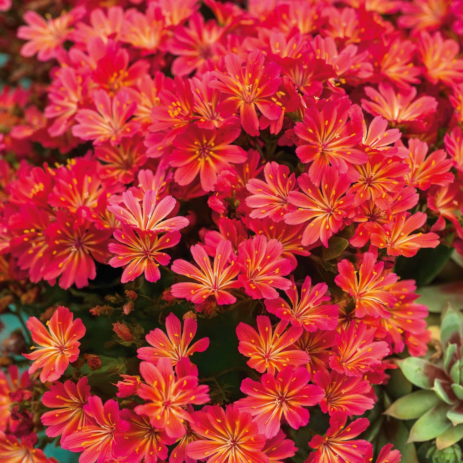 Lewisia 'sunset Glow' Compact Evergreen Perennial | 3 x Jumbo Plugs | Multi
