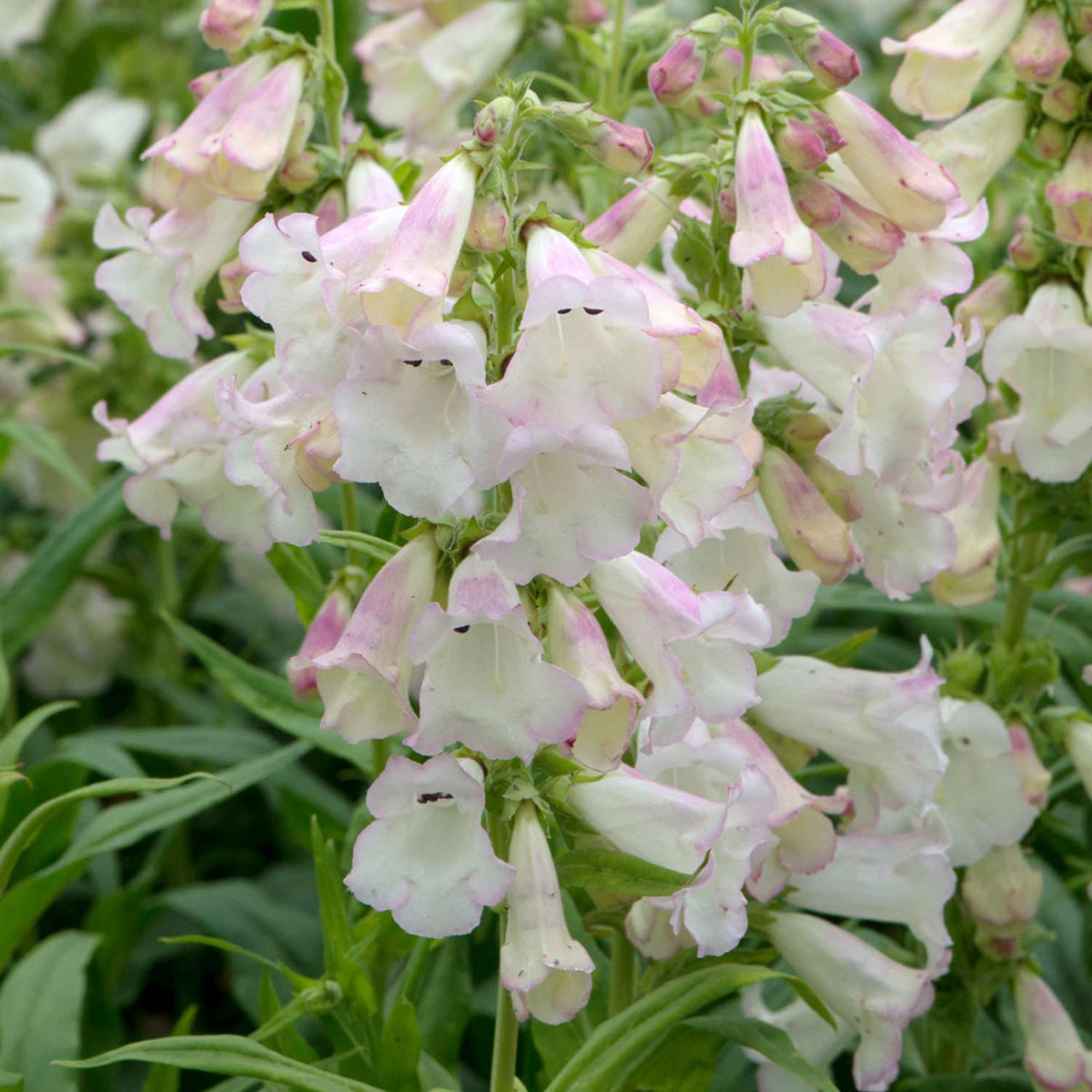Penstemon 'arabesque Appleblossom' 2l Pollinator-friendly Perennial | Set of 1 | Pink