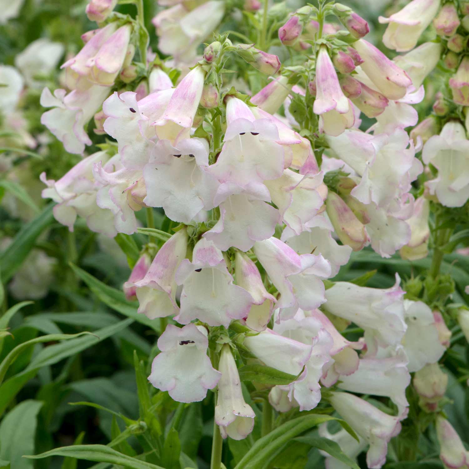 Penstemon 'arabesque Appleblossom' 2l Pollinator-friendly Perennial | Set-of-1 | Pink