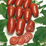 Organic Cordon Tomato Agro F1 Seeds | 5 Seeds