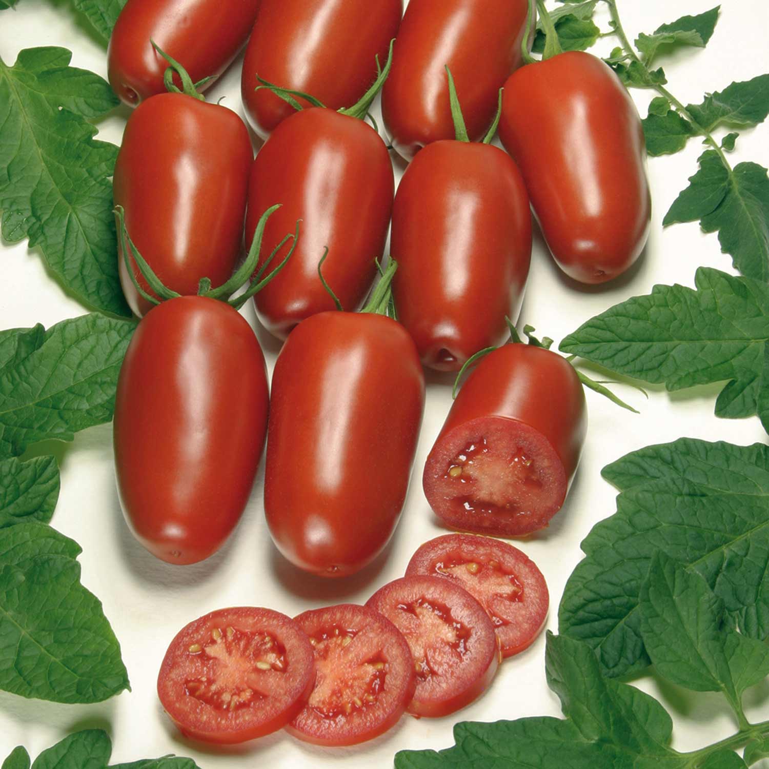 Organic Cordon Tomato Agro F1 Seeds | 5 Seeds