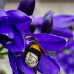 Agapanthus Everpanthus Midnight Sky 9cm Pot