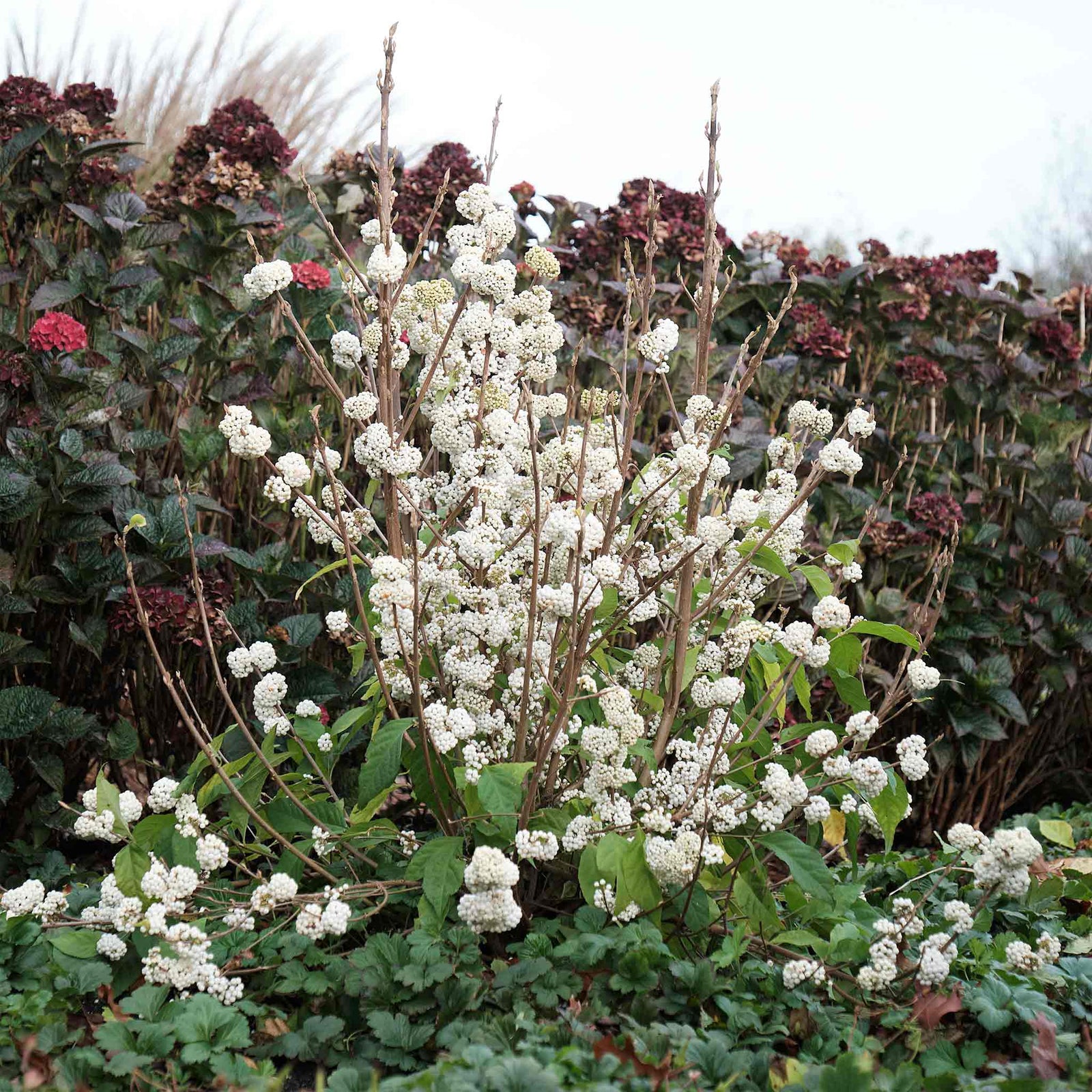 Callicarpa Bodinieri 'snowqueen' Shrub | 1 x 3L | White