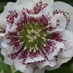 Ultimate Winter-flowering Hellebore Collection | Set-of-12