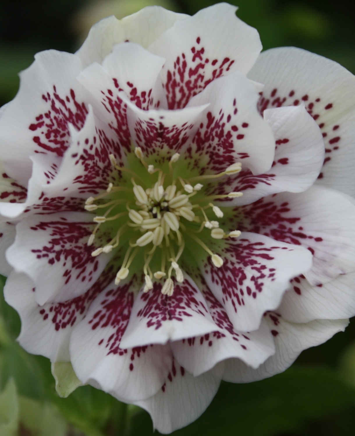 Ultimate Winter-flowering Hellebore Collection | Set-of-12