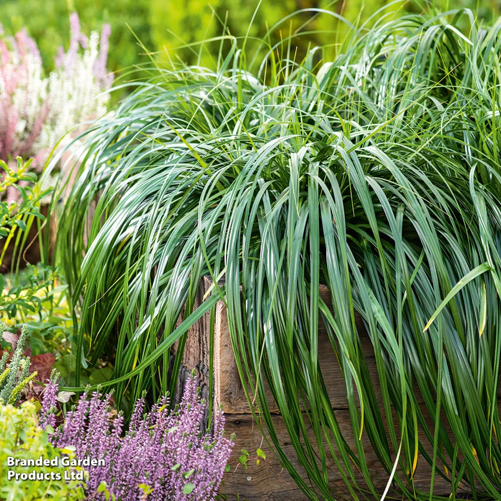 Carex Ribbon Falls 9cm Pot | 1 x 9cm